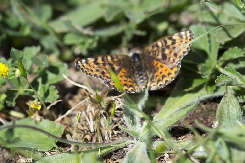 Conferma Melitaea didyma femmina